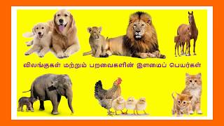 Tamil Animal Video Watch HD Mp4 Videos Download Free Tamil Animal Video Watch HD Mp4 Videos Download Free