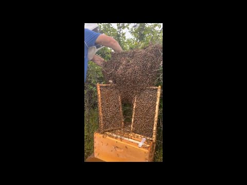 Giant Swarm Spring 2024