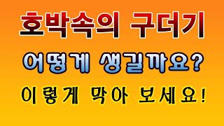 [텃밭농부. 1,107]  호박속의 구더기는 어떻게 생길까?  이렇게 막아 보세요. #단호박재배 #맷돌호박재…