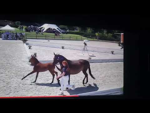 Siegerehrung Fohlenchampionat Bonhomme 7.7.23