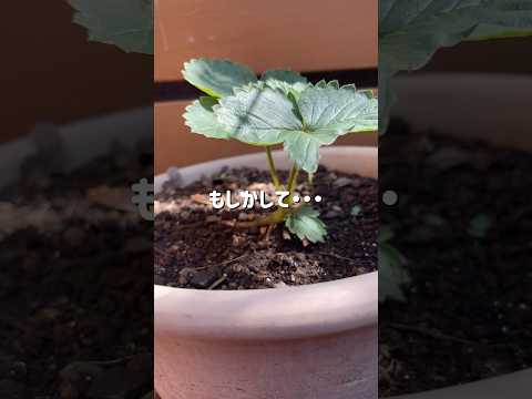 ポットでイチゴを育てる方法 緑の果実 白い花