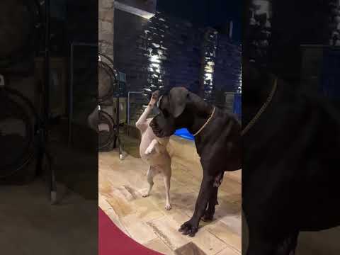 Miss Halima Wants to Play