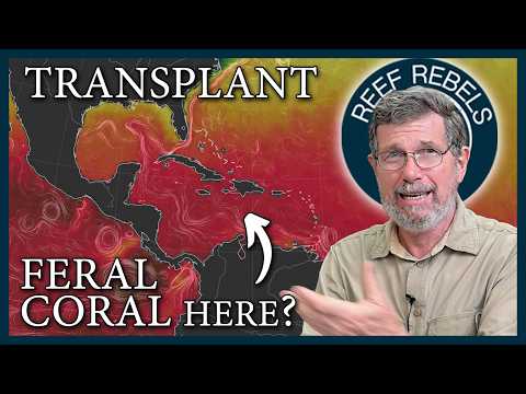 Wissenschaftler spielen Gott mit karibischen Korallenriffen. Korallen-Hockeyschläger?