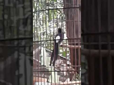 Anakan jabrik.wisma elok