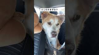 見守り。 #rescuedog #大型犬のいる生活 #癒し #doggielife #犬のいる生活 #doggo #doglove #犬との暮らし #シニア犬 #dogshorts #dogs