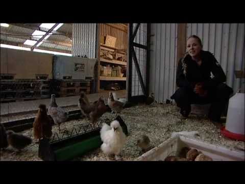 Sætar kanínur, silkihænur og smökkun í næsta Landa