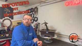 Repotting My Blackthorn Bonsai