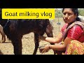 Goat Milking Vlog