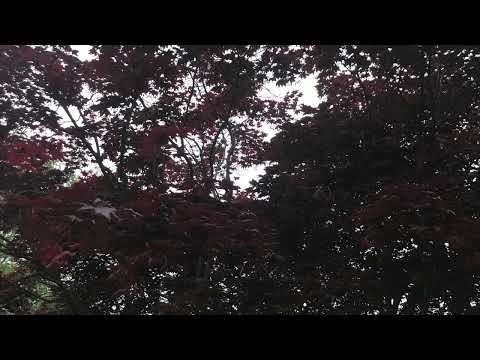 05 15 22   Brian Wilson (demo 122)