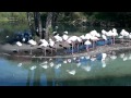 Flamingo Island Animal Kingdom