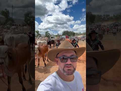 2°￼ Carreata de carros de bois/ município de Guajeru-Ba #sertãobaianoéshow