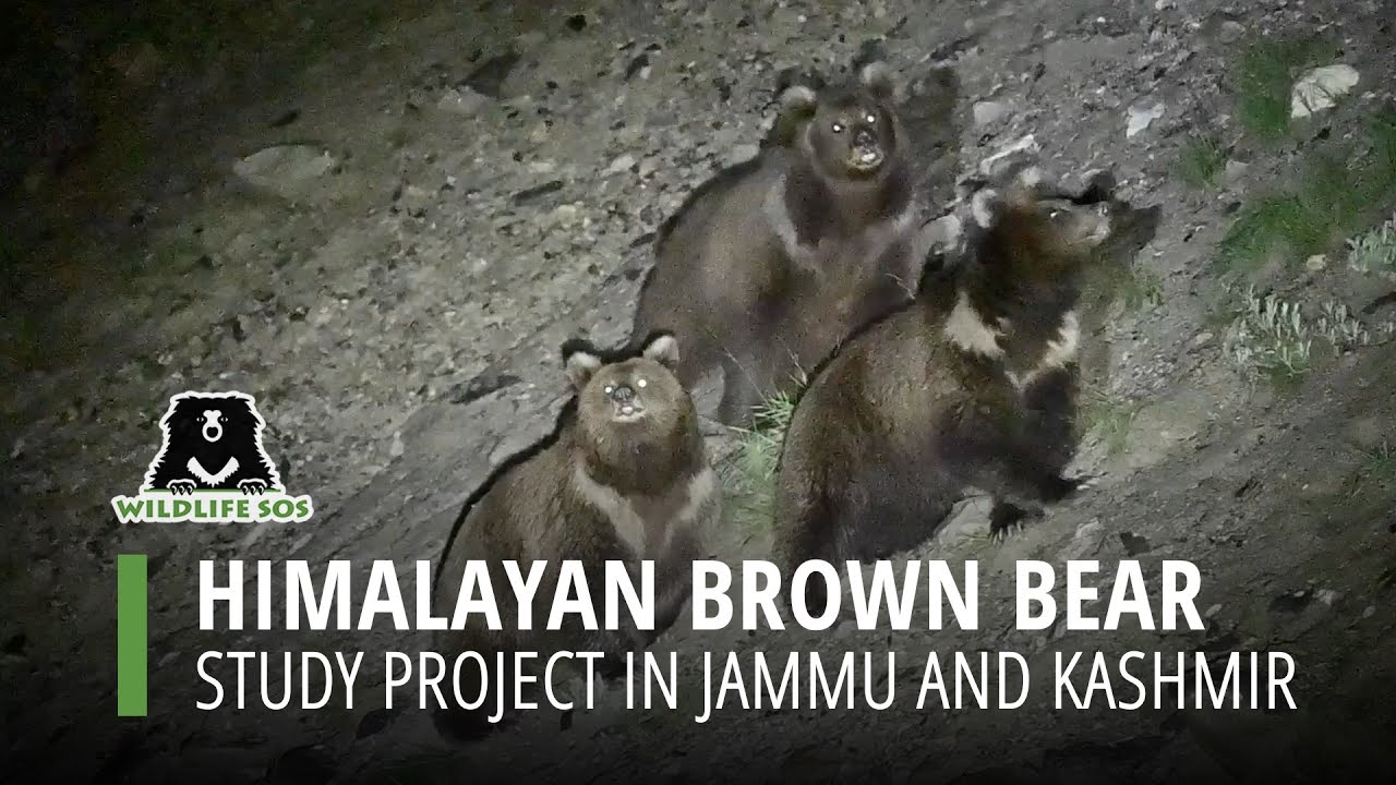 Himalayan Brown Bear Project, Part 1