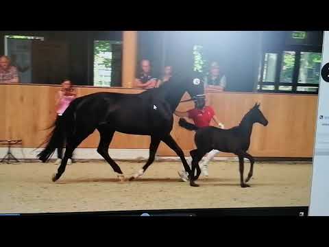 König, Fürsten Look-Goldberg-Sommerhit