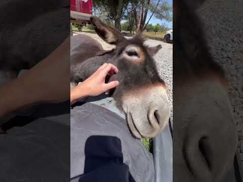 , title : 'Donkey Cuddles?! #donkey #farm #livestock #animals #horse #rescueanimals #pets'