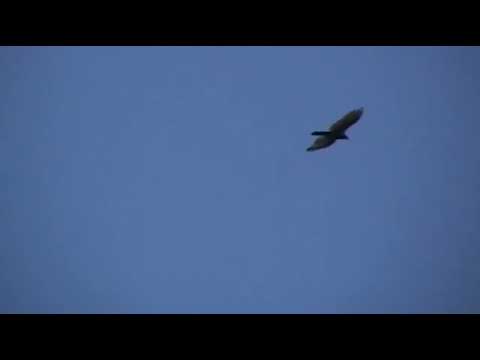 001 AGUILUCHO COMUN