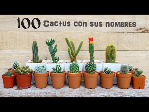 , title : '100 Especies de cactus! globosas, columnares, colgantes !!'
