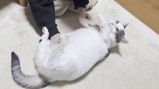 転がされるとも知らず呼ばれてポテポテやって来る猫