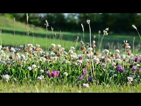 10 Minute Super Deep Meditation Music: Relax Mind Body, Inner Peace, Relaxing Music