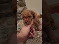 Mini Bernedoodle dogs for sale: CARAMEL - MINI BERNEDOODLE LOVELY PUPPY (RICHLAND, PA) - F1BB - Video 1