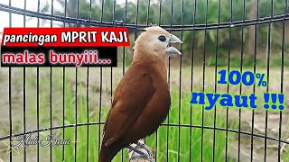Download lagu Java sparrow white-headed munia bird sound for stimulation and mastering 236 mp3