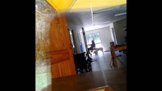 Service Dog, Yellow Lab Rhody...