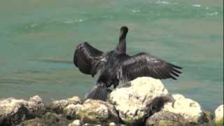 preview picture of video 'Les cormorans de Noisiel'