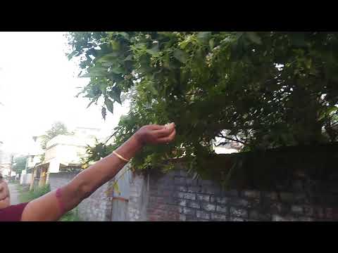 Beautiful Shiuli flowers