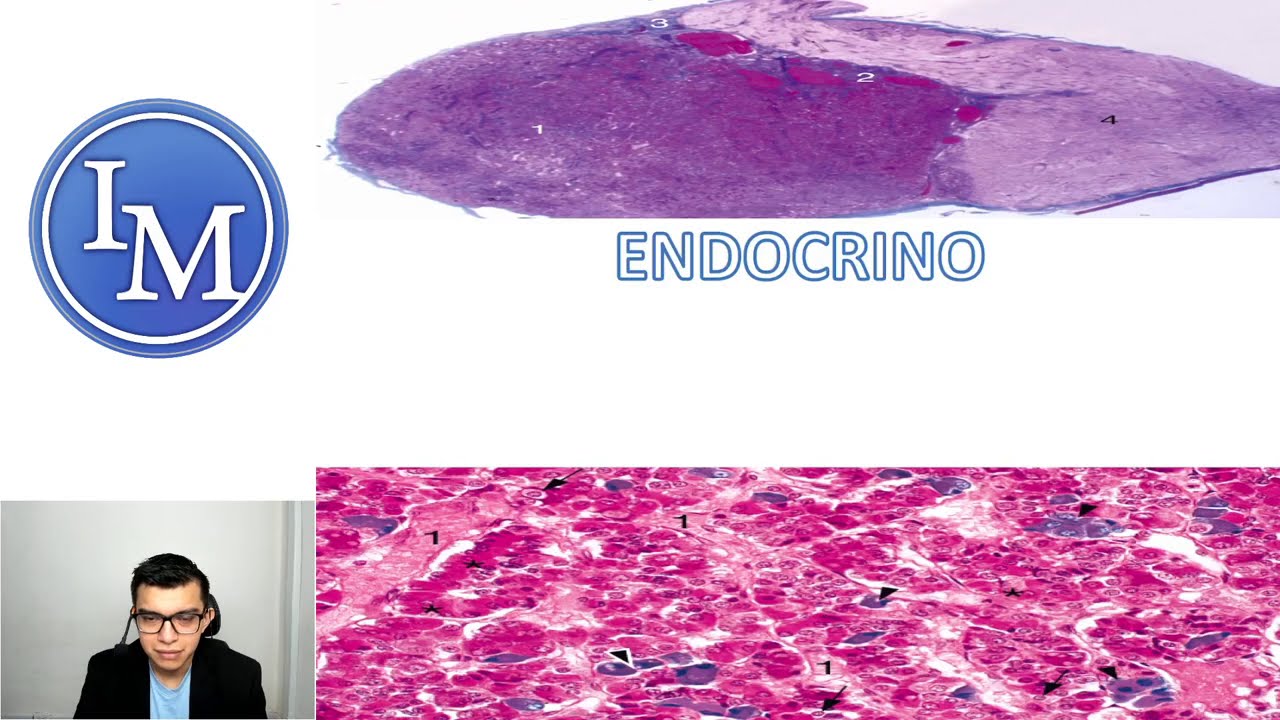 Histología del Sistema Endocrino  ¡COMPLETO!