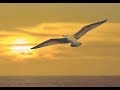 Ray Conniff - Medley Dear Father / Be (Soundtrack of Jonathan Livingston Seagull) (HD) (CC)