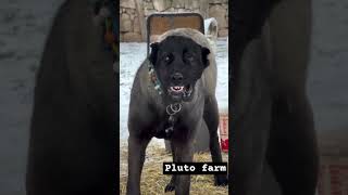 Most Dangerous Dog Breed Kangal Shepherd Dog Barking 😈 #shorts #kangal #dogs #dog