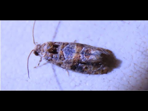 Lobesia botrana    European grapevine moth   Greece  by  Theo Fotiadis