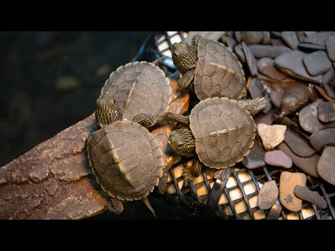 Baby turtle head start live cam