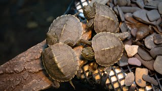 Live Baby Turtle Cam at ECHO, Leahy Center for Lake Champlain live webcam