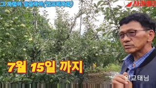 [사과재배] 귀농8년, 처음에는 몰라서도 그랬지만 나무가 복잡해서 기어다녔어요