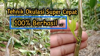 Download lagu Cara okulasi jeruk secara cepat dan praktis 100% berhasil mp3 Download lagu Cara okulasi jeruk secara cepat dan praktis 100% berhasil mp3