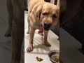 Elanthari Paya Cute Dog Pets Catlover Love Youtube Youtubeshorts Labrador Shorts Tamil