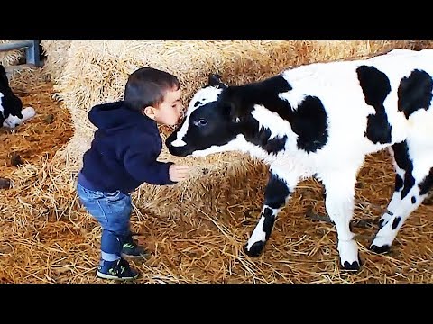 El momento más divertido entre bebés y vaca #2 🐮👶 Compilación de bebés divertidos