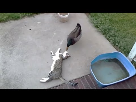 CATS will make you LAUGH YOUR HEAD OFF 2023 [Funny Pets]