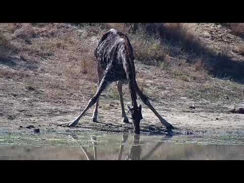 Djuma: Lone Giraffe and then also Imalas drinking - 10:35 - 06/15/21