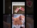 Bro is wild 💀 #cat #memes #ishowspeedwannabe #funny #cute #helpmemakethismakesense