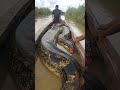 Giant Anaconda On Fishing Boat In Amazon River Wriggling Scene Horror Scene Natural Wonders