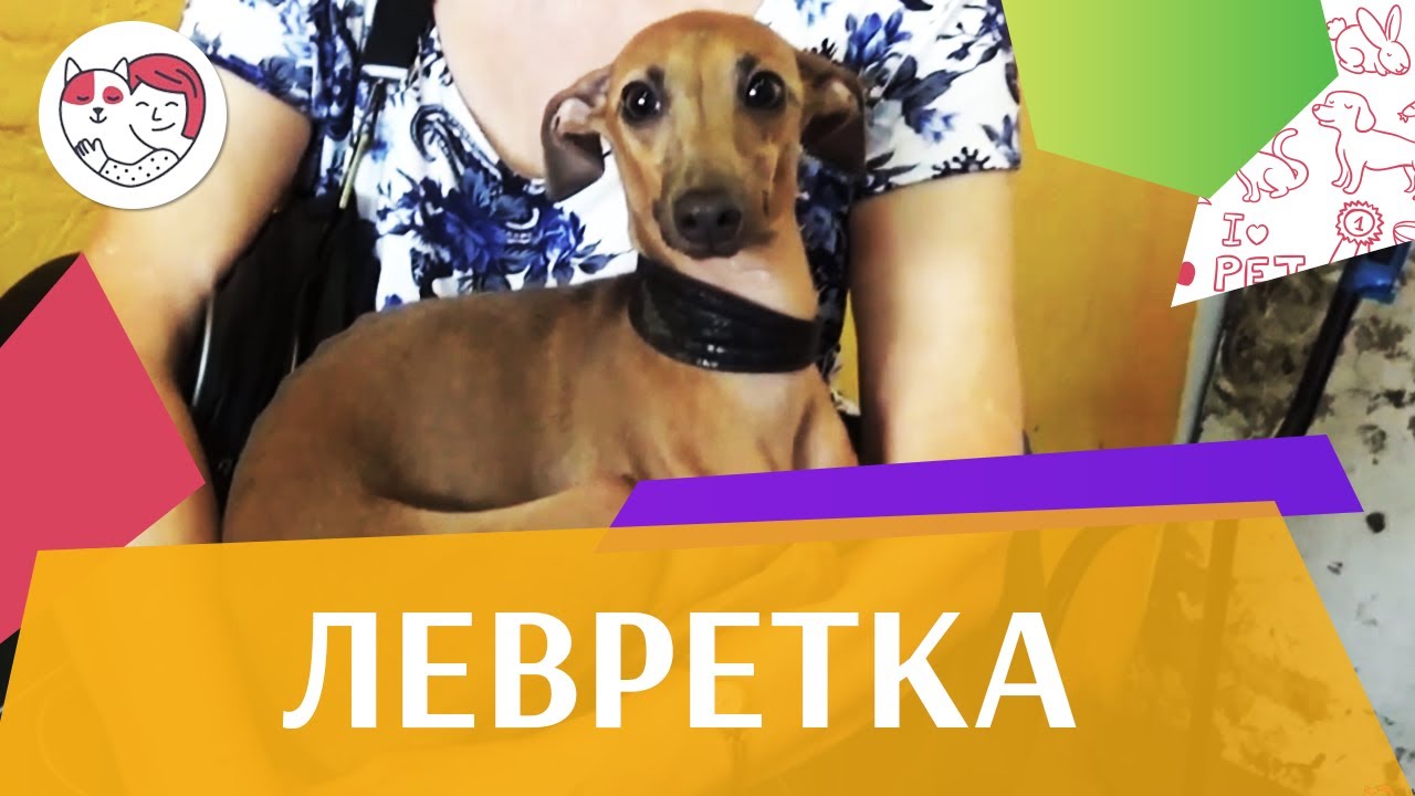Левретка на ilikepet. Особенности породы, уход