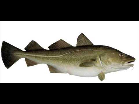 Pang Prego - Torskfiskare