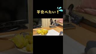 お芋が気になって気になって仕方のないワンコ🐶 #shorts