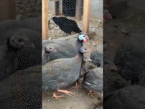 Natural pest control with Guinea Hens