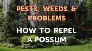 How to Repel a Possum
