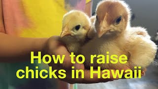 How To Raise Chicks In Hawaii | Hawaii Chicken Guy