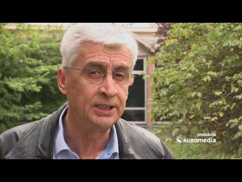 Proizvodnja crnog luka u Srbiji