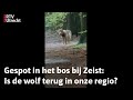 Gespot: een dier dat wel verdacht veel op een wolf lijkt! | RTV Utrecht