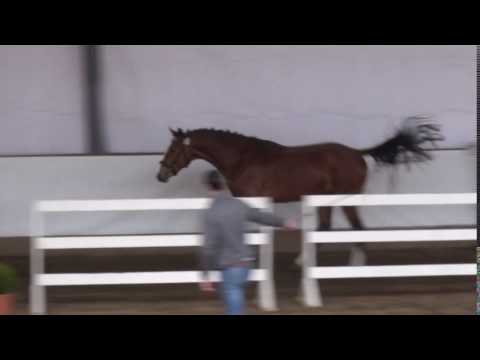 Sir Dinken (Dinken - Charisma - Capriccio) 3 y.o.